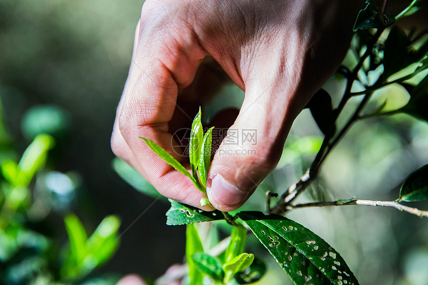 茶叶采摘图片