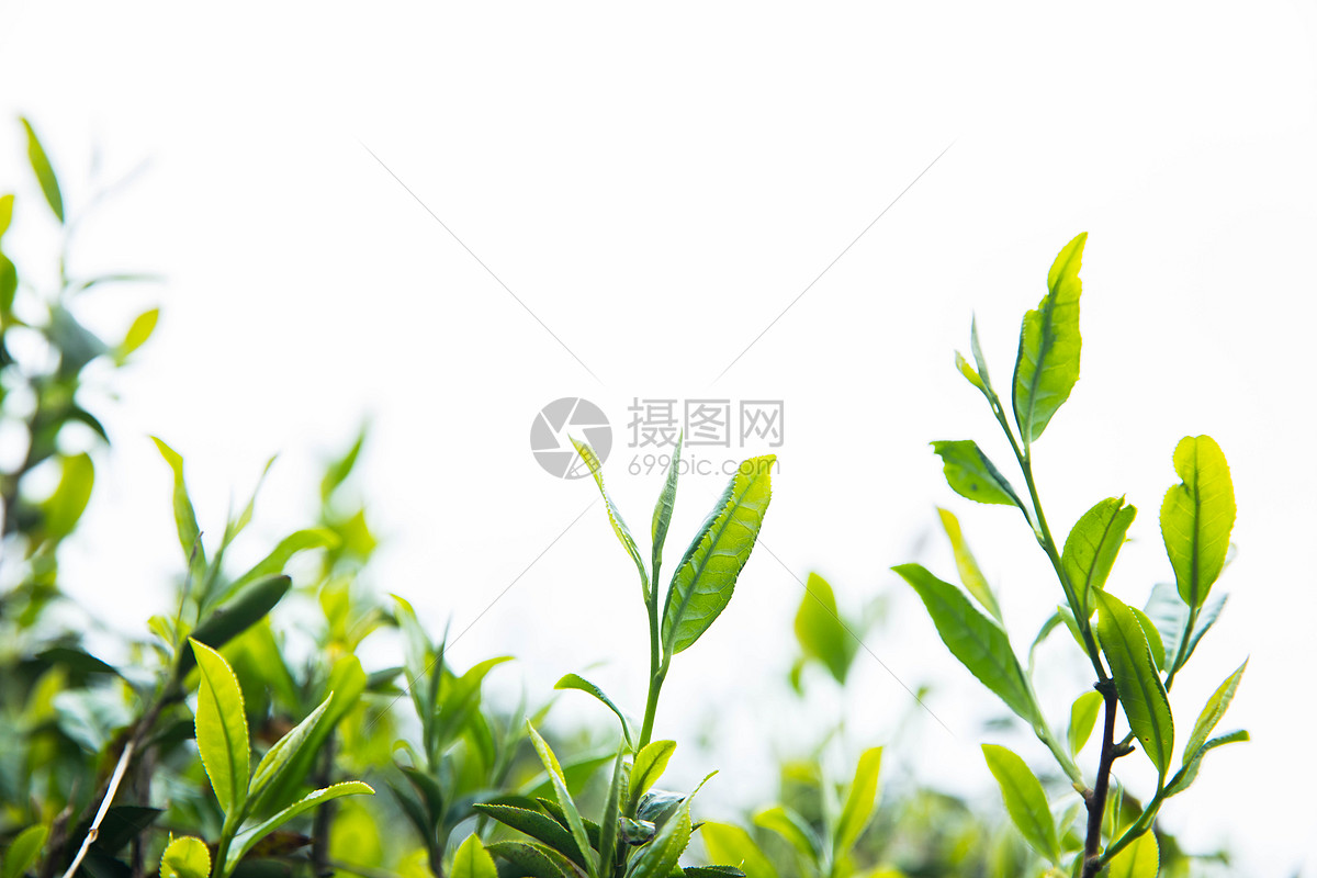 珍稀白茶的功效和作用