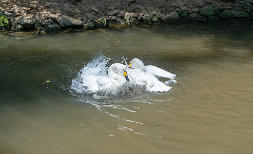 戏水的天鹅双鹅戏水高清图片