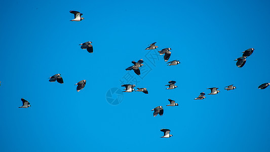 飞行的凤头麦鸡群图片