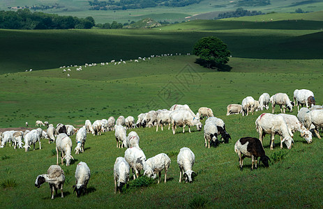 夔牛草原上的牛羊背景