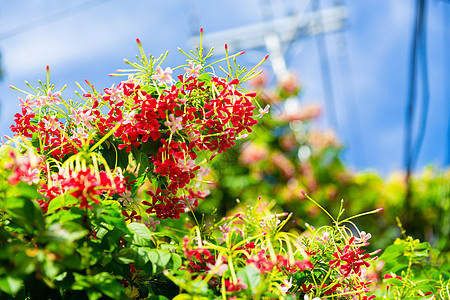 桅子花使君子花背景