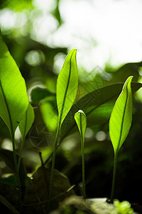 森林里正在生长的植物图片