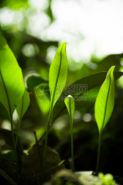 森林里正在生长的植物图片