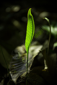 森林里正在生长的植物图片