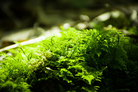 森林苔藓青苔背景