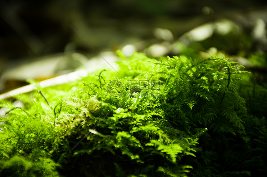 青苔图片