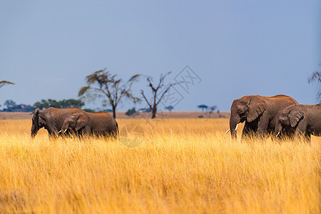 非洲象群背景图片
