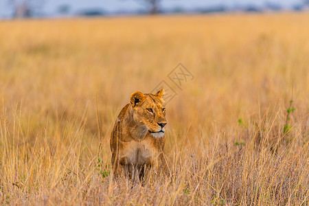非洲狮子非洲捕猎的狮子背景