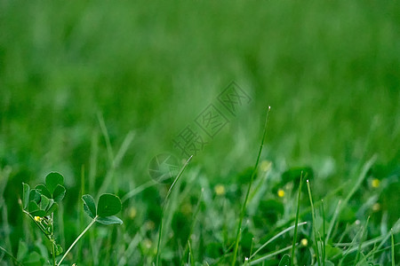 春天的草地生机勃勃图片