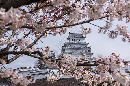 日本姬路城樱花图片