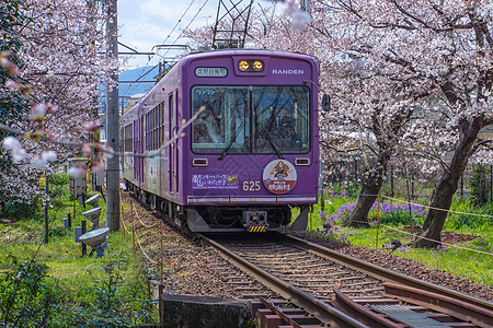 日本 枫叶日本京都岚电樱花隧道背景