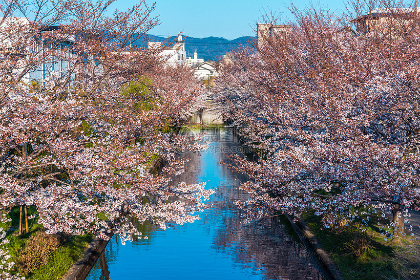 日本京都二十石舟舫樱花图片