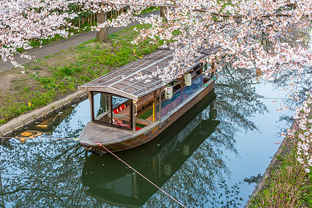 日本樱花季日本京都十石舟舫樱花背景