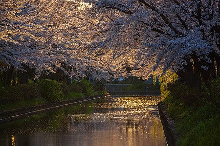日本京都二十石舟樱花高清图片