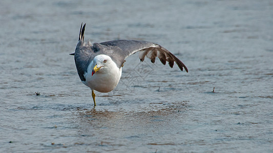 海岛野生雀鸟类高清图片