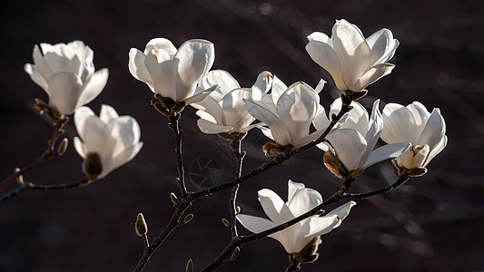 玉兰花图片