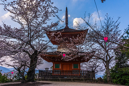 日本广岛严岛神社樱花图片素材