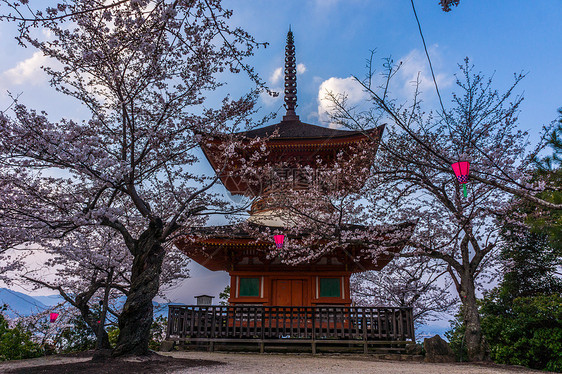 日本广岛严岛神社樱花图片