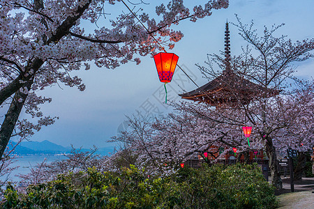 日本广岛严岛神社樱花背景图片