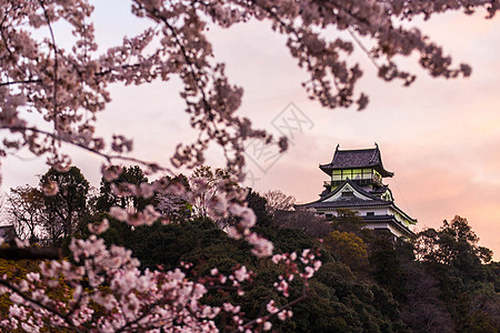 日本名古屋犬山城樱花背景