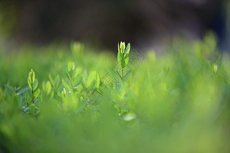 榆树嫩芽嫩叶榆树高清图片