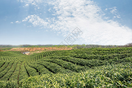 茶叶种植园图片