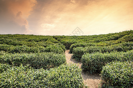 茶叶种植园图片