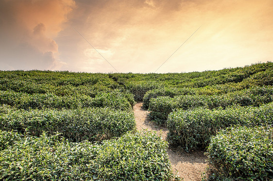 茶叶种植园图片