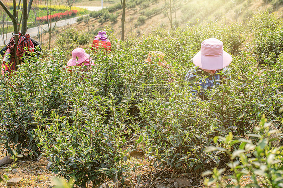 茶叶种植园采摘人员图片