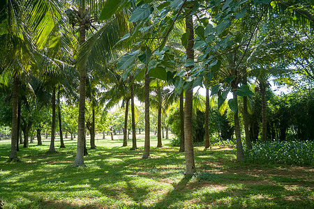 生态公园海南椰林风光背景