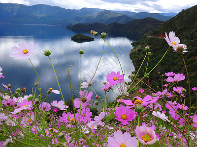 云南泸沽湖格桑花波斯菊高清图片