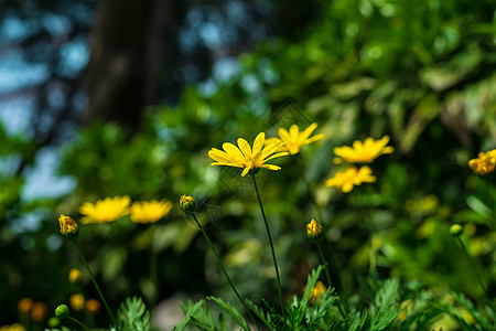 春天黄金菊盛开低视角图片
