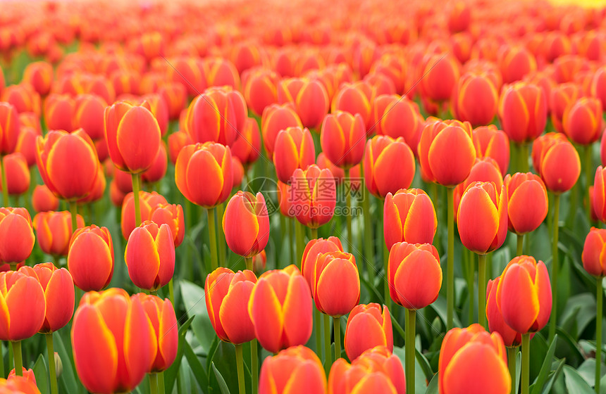 春天郁金香花海图片