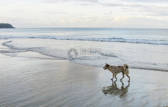 一只狗走在早晨的海滩图片