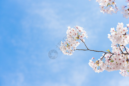 青岛中山公园樱花樱花背景