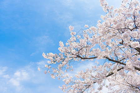 青岛中山公园樱花背景