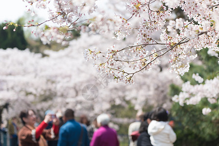 青岛中山公园樱花背景