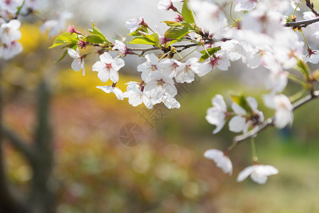 青岛中山公园樱花樱花背景