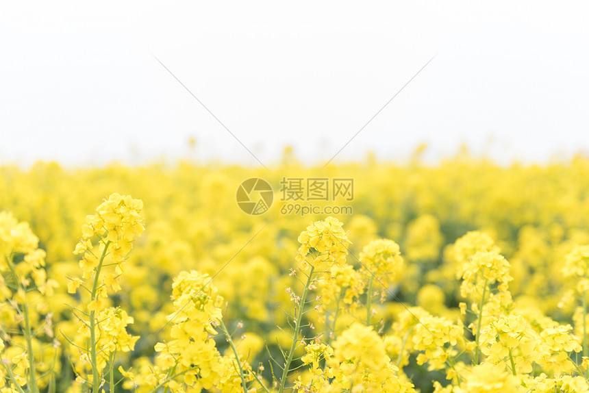 青岛西海岸生态观光园油菜花图片