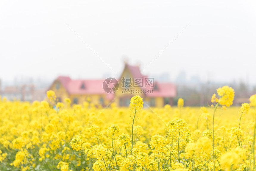 青岛西海岸生态观光园油菜花图片