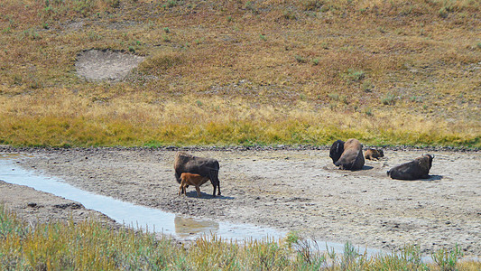 美国黄石国家公园美洲野牛图片