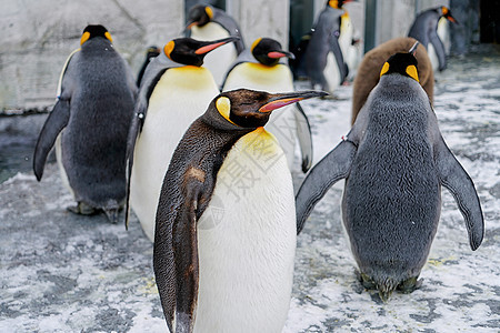 日本北海道旭川动物园企鹅背景图片