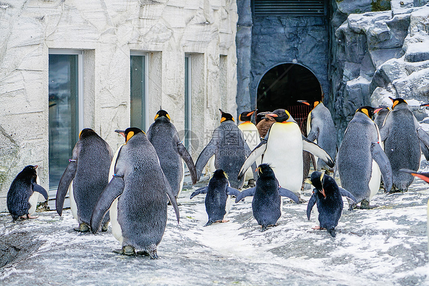 日本北海道旭川动物园企鹅图片