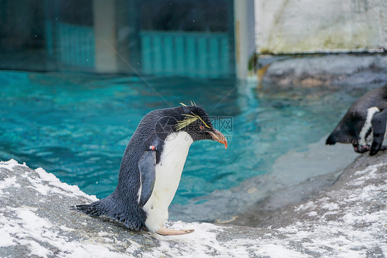 北海道旭川动物园企鹅图片