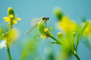 停息在花草上的蜻蜓图片