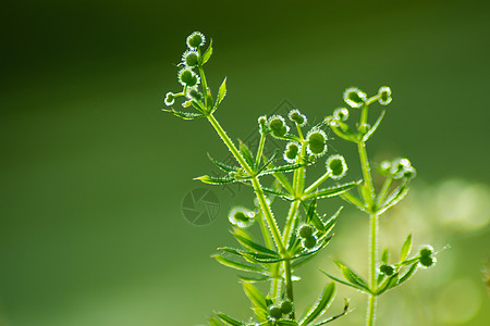 春天的小草嫩芽背景图片