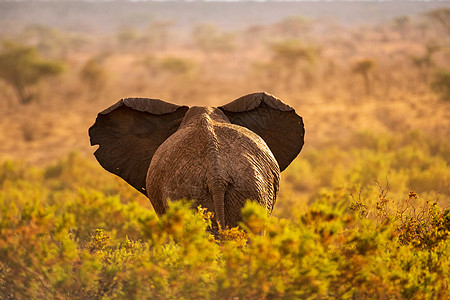 大象的背影背景图片