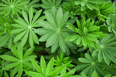 植物羽扇豆图片