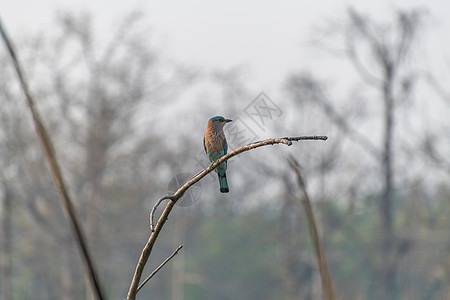 尼泊尔奇特旺的翠鸟背景图片